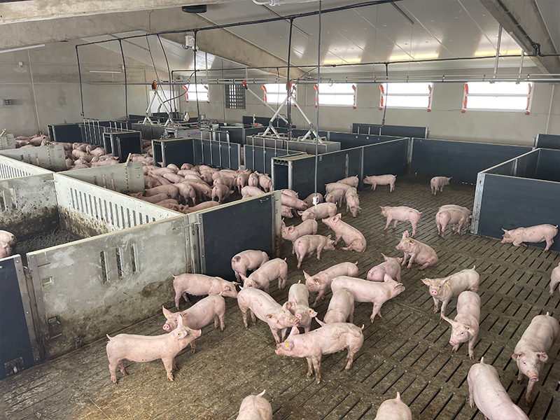 ASAVI - Equipos avicolas