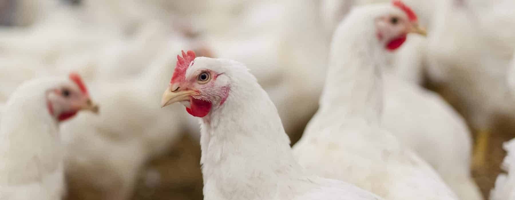 Produccion avicola